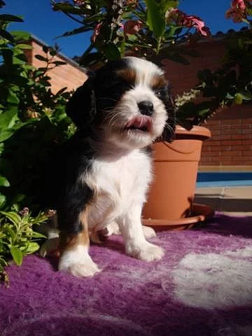 Kavalír King Charles spaniel, KKCHŠ