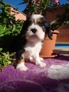 Kavalír King Charles spaniel, KKCHŠ