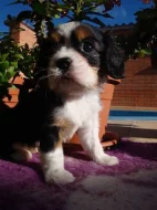Kavalír King Charles spaniel, KKCHŠ