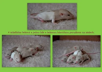 POTKAN - daruji mláďata