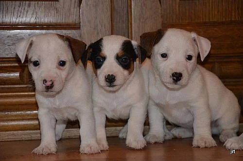 krásná štěňátka jack russell terier
