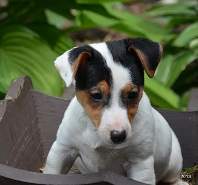 krásná štěňátka jack russell terier