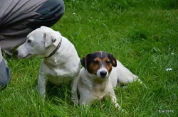 krásná štěňátka jack russell terier