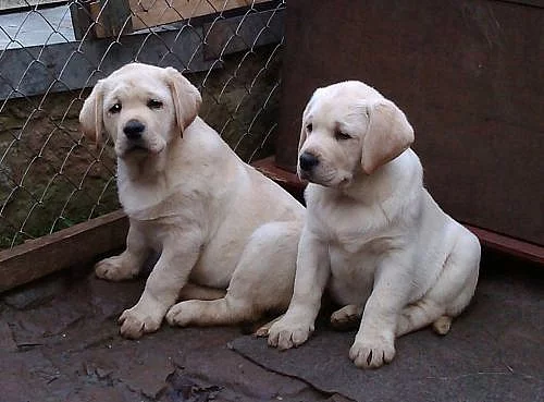 Labrador Retriever s PP (štěně)