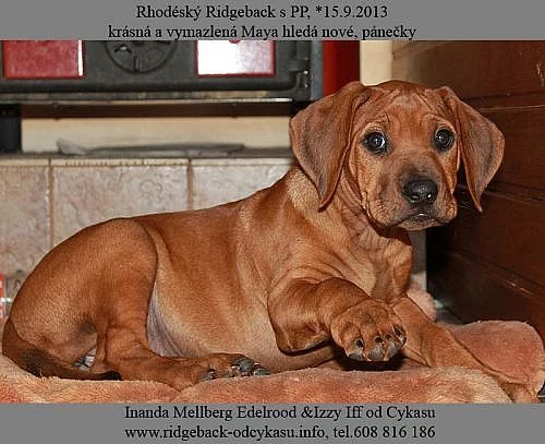 Rhodéský  Ridgeback s PP.