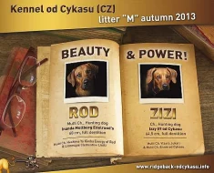 Rhodéský  Ridgeback s PP.
