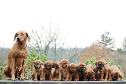 Rhodéský  Ridgeback s PP.