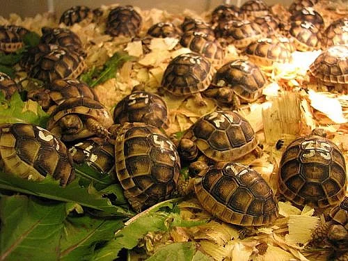 Suchozemská želva - super vánoční dárek !!