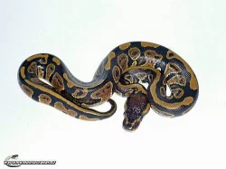 Python regius - krajta královská ochov 2013