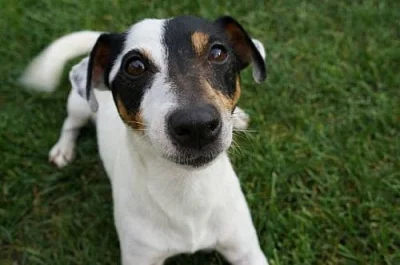 Jack Russell Teriér - s PP