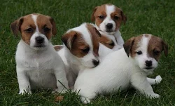 Jack Russell Teriér - s PP