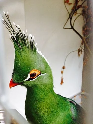 Turako schalowi, samec, 2012