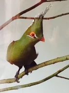 Turako schalowi, samec, 2012