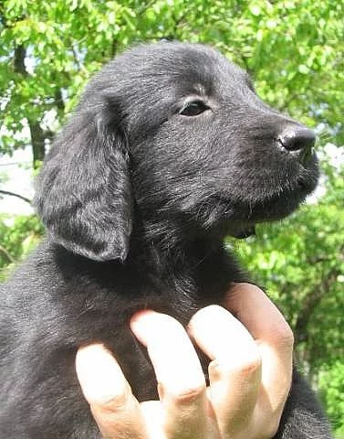 Prodám štěňátka Flat Coated Retrieverů