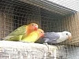 Agapornis fišery