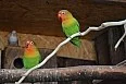 Agapornis fišery