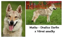 Československý vlčák