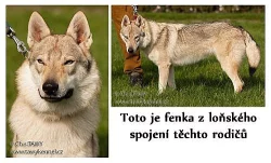 Československý vlčák