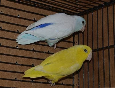 Papoušíček šedokřídlý,