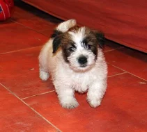 Jack Russel teriér - štěňata s PP