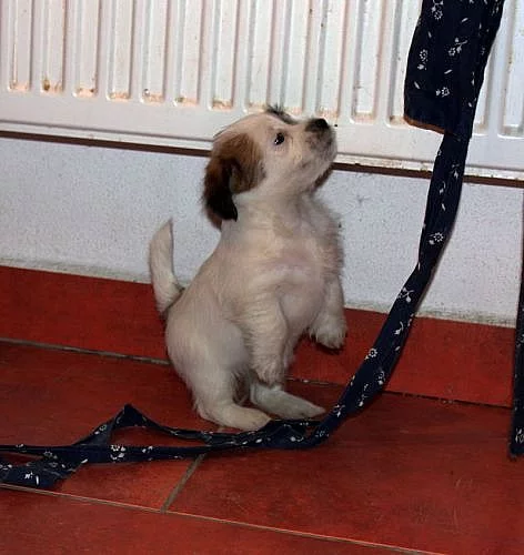 Jack Russel teriér - štěňata s PP
