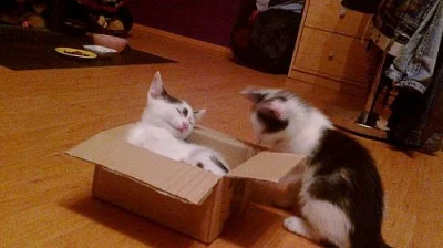 2 kocourci