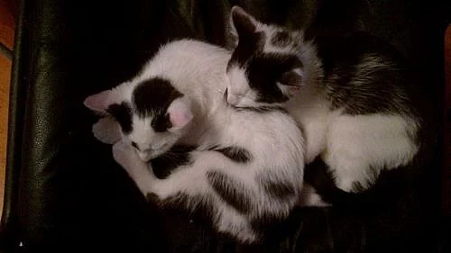 2 kocourci