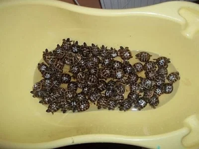 Želva zelenavá