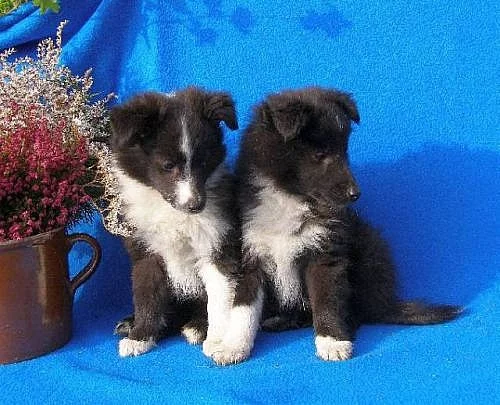 Sheltie štěňata