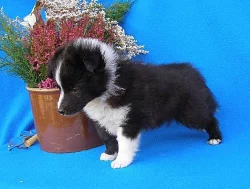 Sheltie štěňata