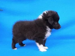 Sheltie štěňata