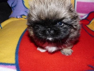 Pekinéz (Pekingský palácový psík)