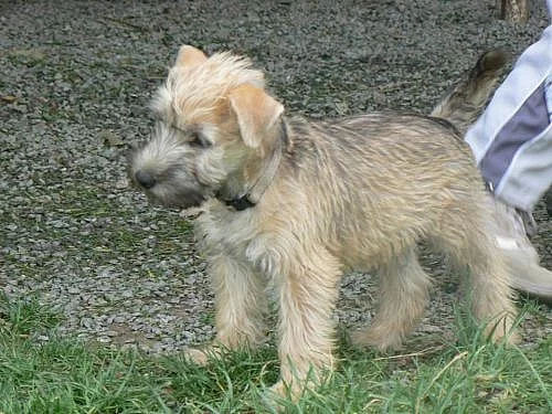 Irský jemnosrstý pšeničný teriér