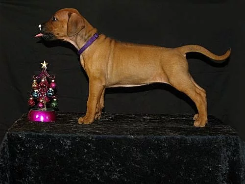 Rhodeský Ridgeback s PP - štěňátka