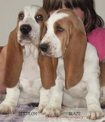 bassethound