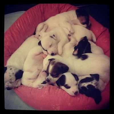 šťěnátka jack russel teriér