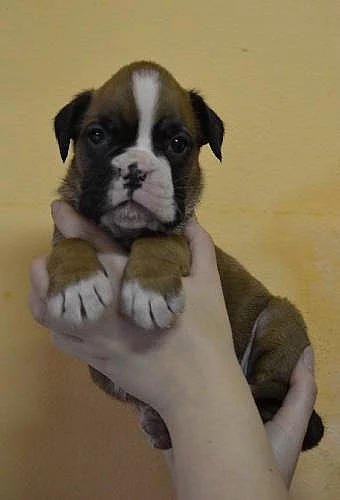 Německý boxer štěňátka s PP