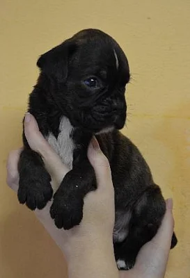 Německý boxer štěňátka s PP
