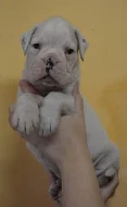 Německý boxer štěňátka s PP