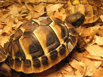Suchozemská želva - krásný dárek pro děti