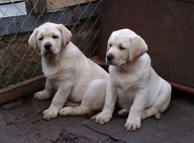 Labrador Retriever s PP (štěně)