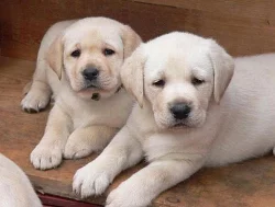 Labrador Retriever s PP (štěně)