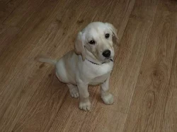 Prodám štěňátka labradorského retrívra