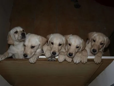 Prodám štěňátka labradorského retrívra