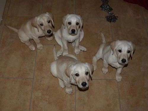 Prodám štěňátka labradorského retrívra