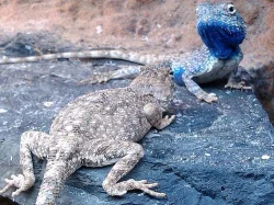 Agama pustinná - Trapelus savignii