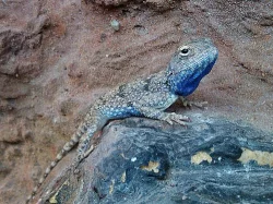 Agama pustinná - Trapelus savignii