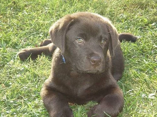 Labradorský retriever - čoko barva s PP