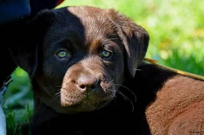 Labradorský retriever - čoko barva s PP