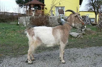 Prodám kozu